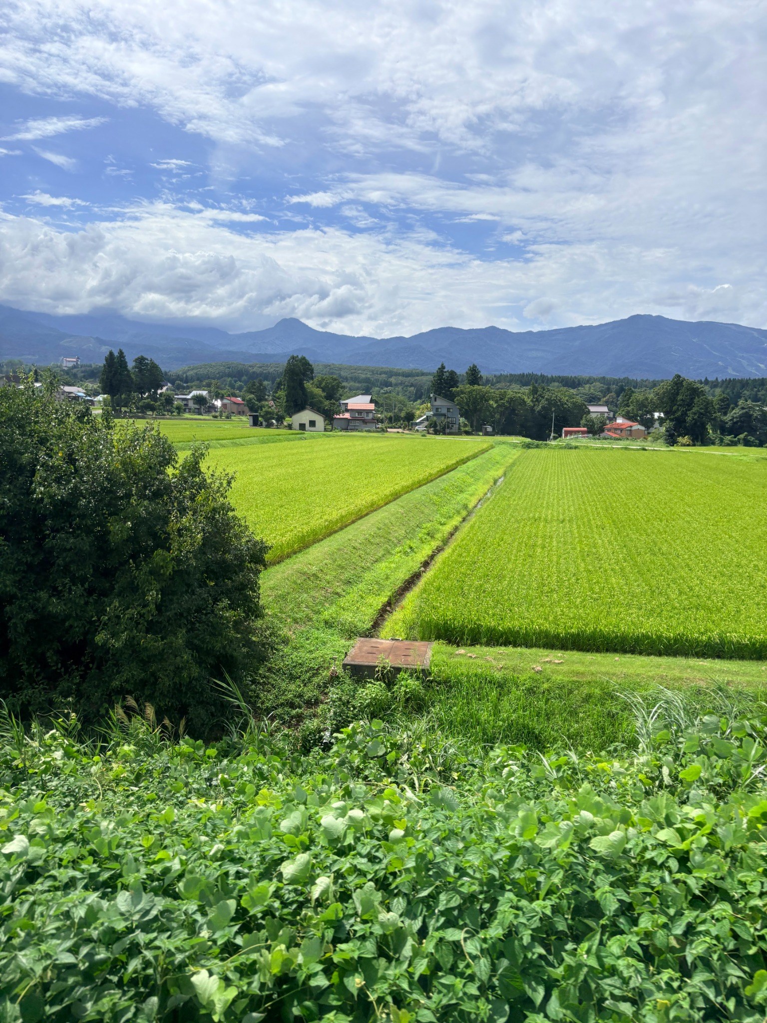 Green rice fields beneath the mountains of Myoko