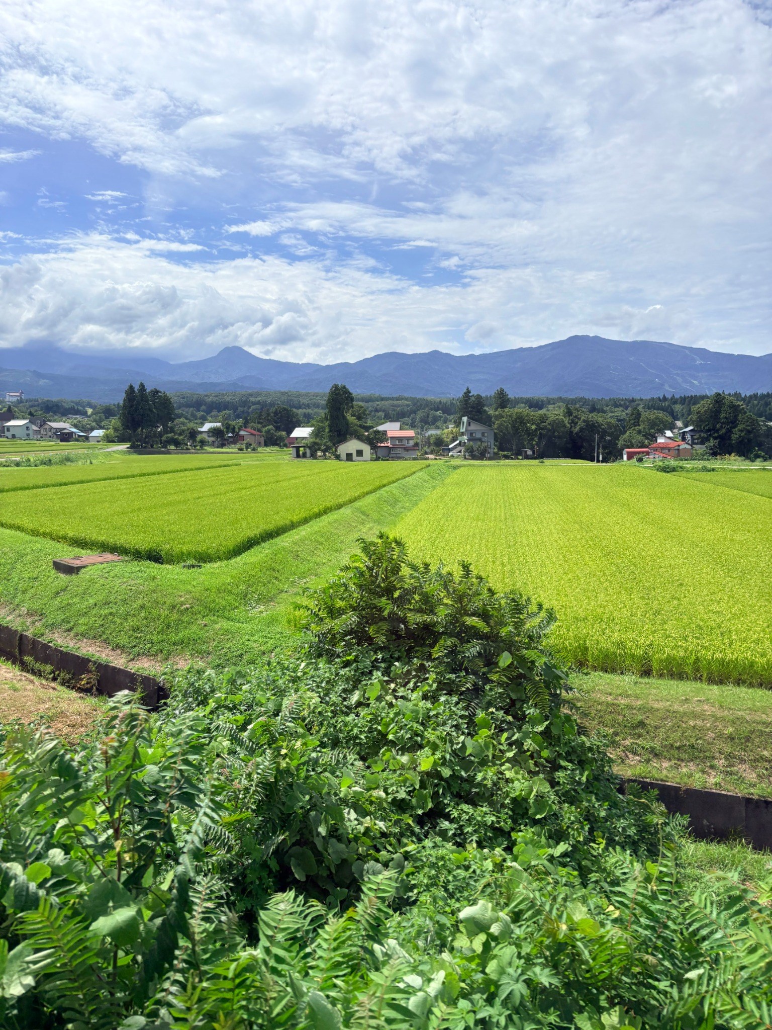 Rice fields with a view of the mountain landscape