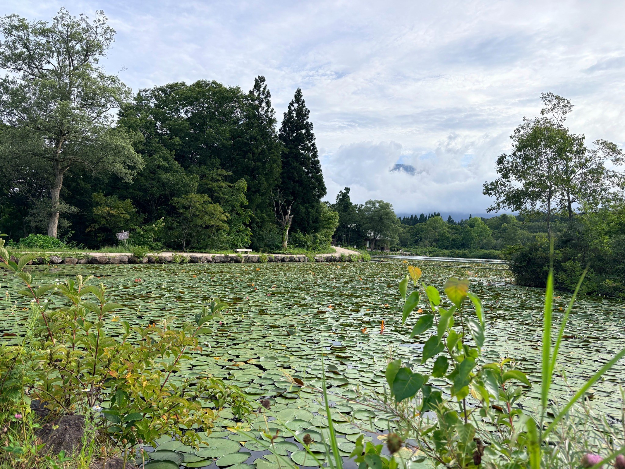 A quiet pond surrounded by greenery